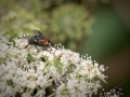 Flesh Fly