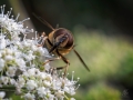 Hoverfly
