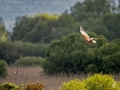 1_Marsh-Harrier4