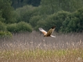 1_Marsh-Harrier5
