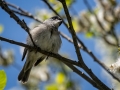 Blackcap