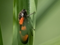 Cercopis-vulnerata