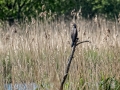 Cormorant