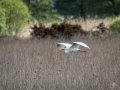 Great White Egret