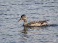 Gadwall-f