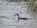 Grebe-2