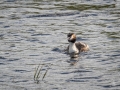 Grebe-3