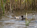 Grebe-4