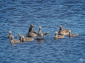 Greylags2