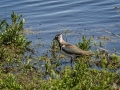 Lapwing