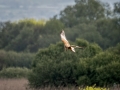 Marsh Harrier
