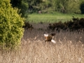 Marsh-Harrier2