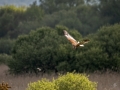 Marsh Harrier