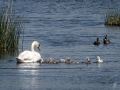 Swan and cygnets