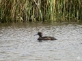 Tufted-duck-f