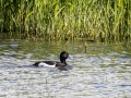 Tufted-duck