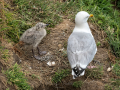 Herring Gull and and chick