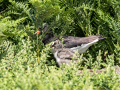 Oyster-Catcher-and-chick