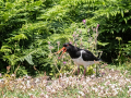 Oyster-Catcher