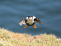 Puffin-1