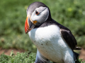 Puffin-13