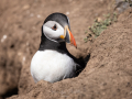Puffin-14