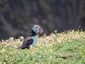 Puffin-15