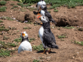 Puffin-16