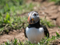 Puffin-18