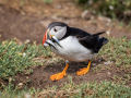 Puffin-19