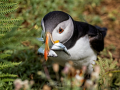 Puffin-2