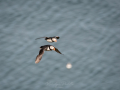 Puffin-21