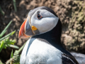 Puffin-22