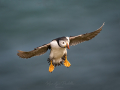 Puffin-3