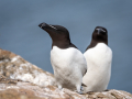 Razorbill-2