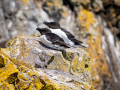 Razorbill-3