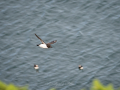 Razorbill-4