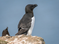 Razorbill