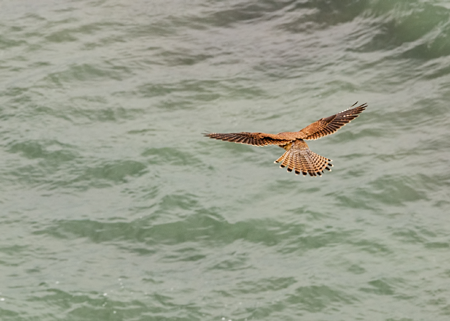 Kestrel hovering