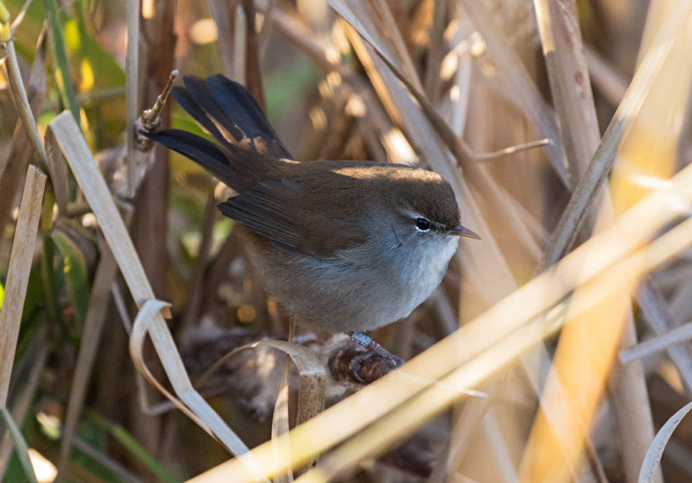 Visit to RSPB Radipole