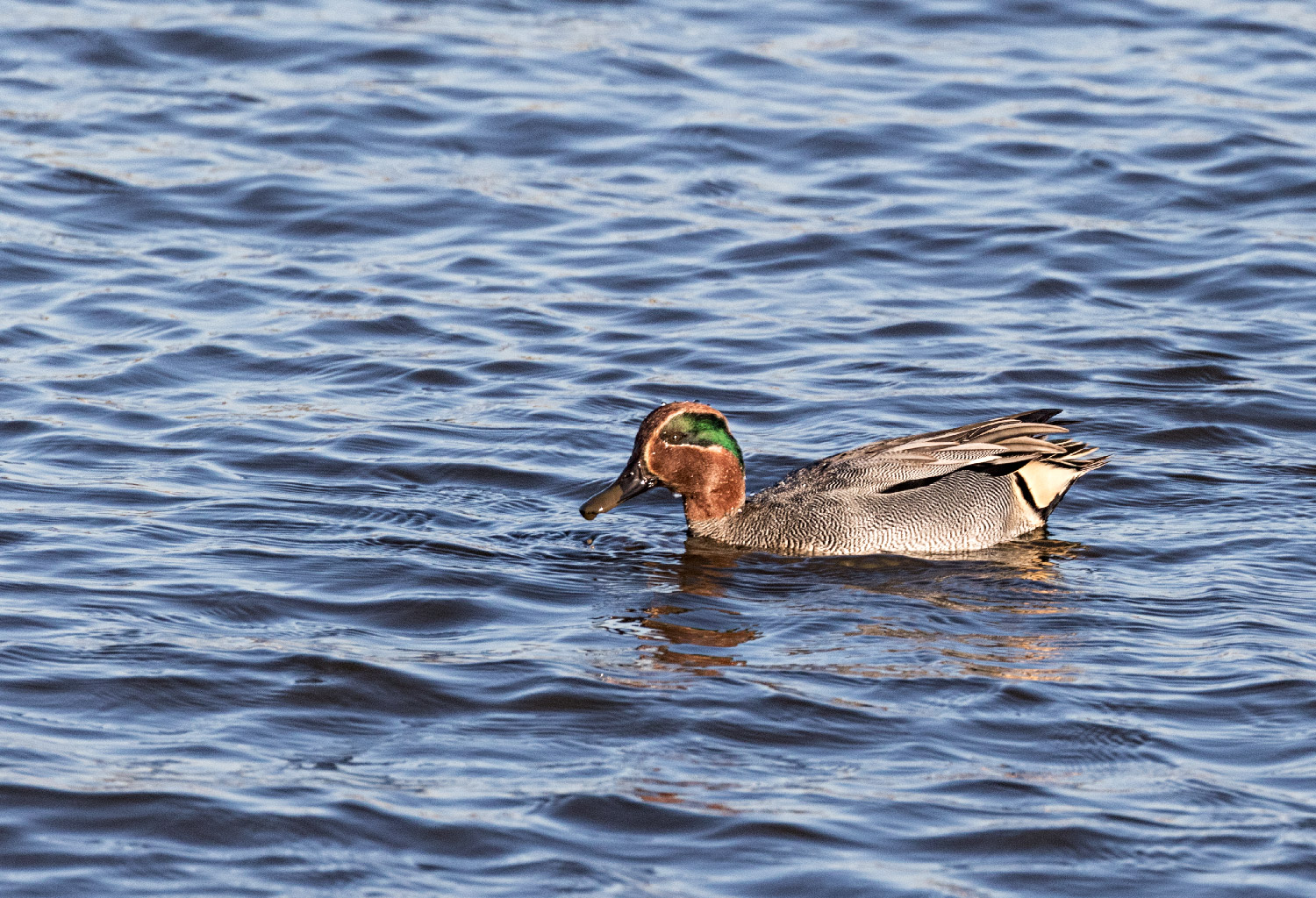 Visit to the Weymouth Wetlands