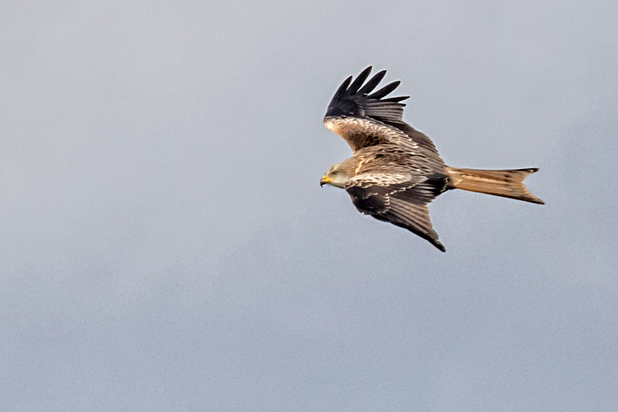 Looking for Red Kites