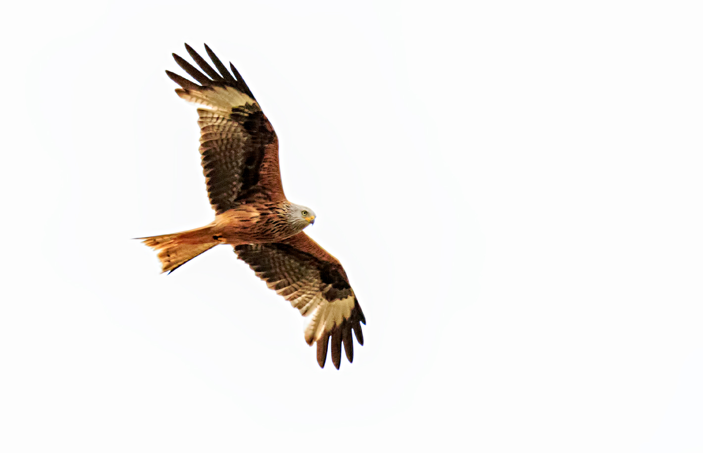 Red Kite