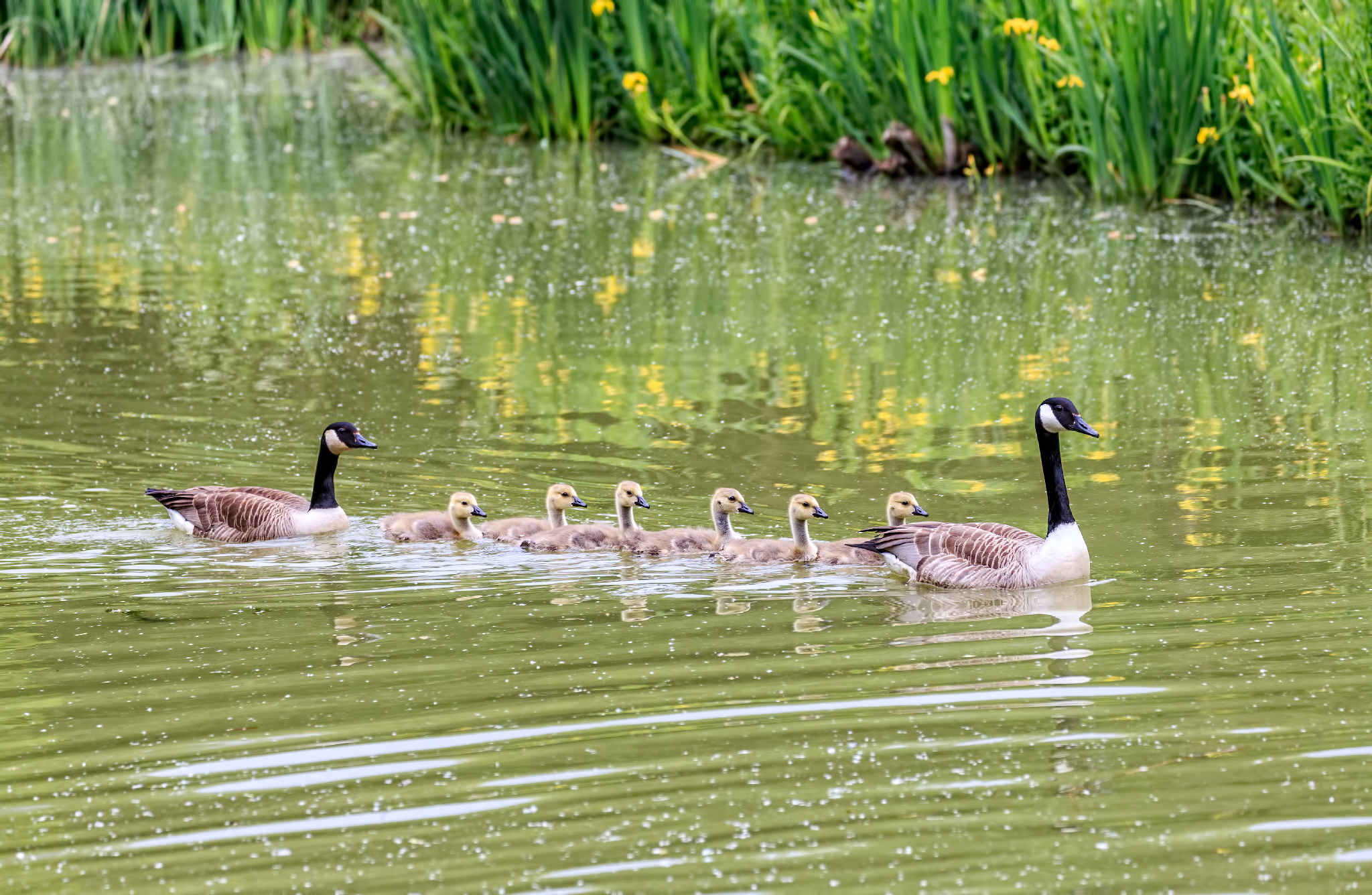 Visit to Thorney Lakes