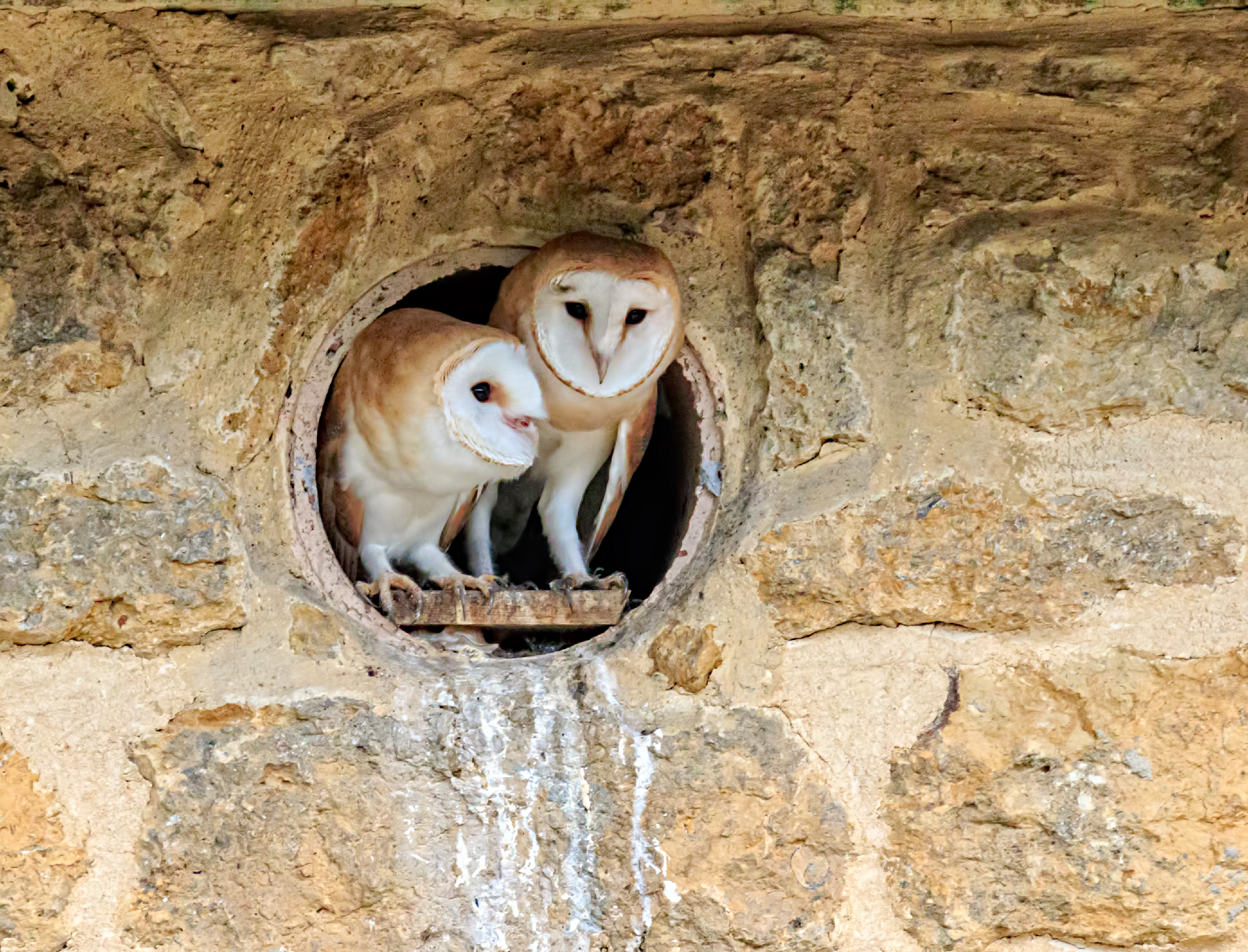 Barn Owls