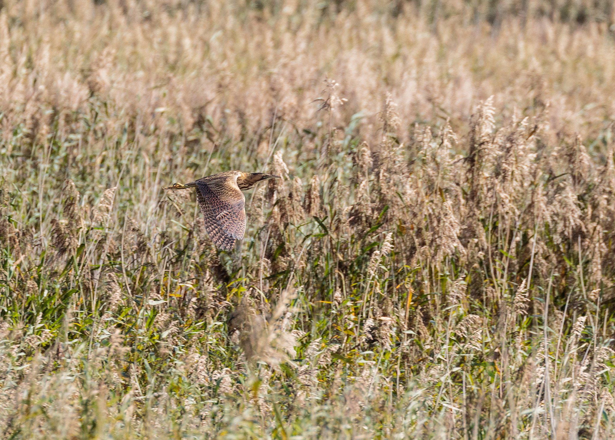 RSPB Ham Wall