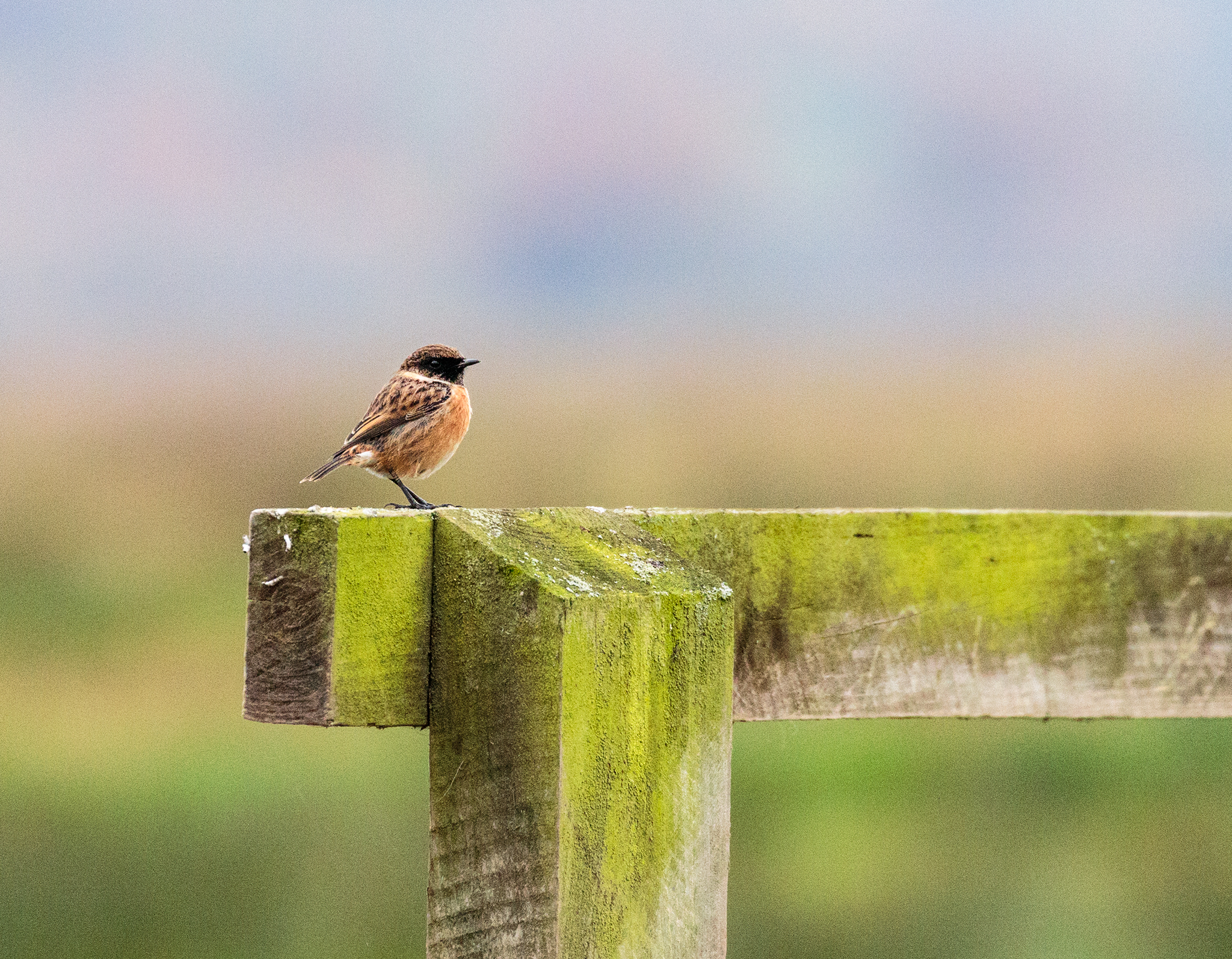 Wildlife in Somerset