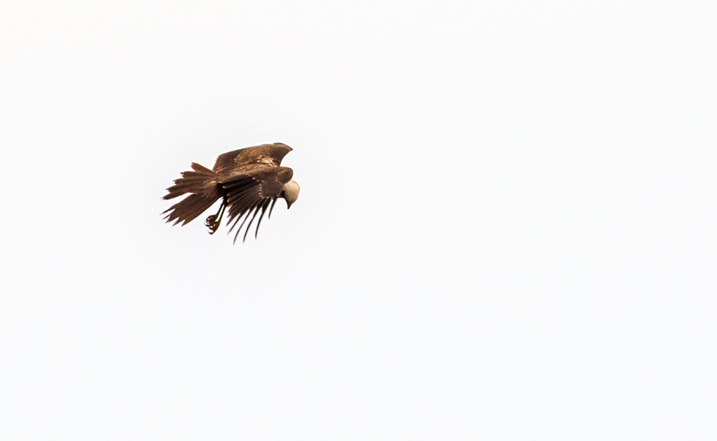 Marsh Harriers