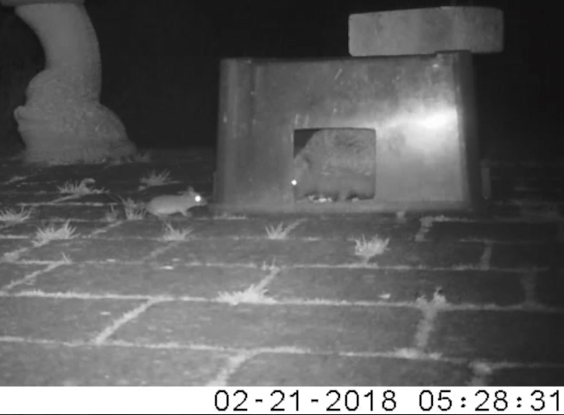 Hedgehogs and Friends