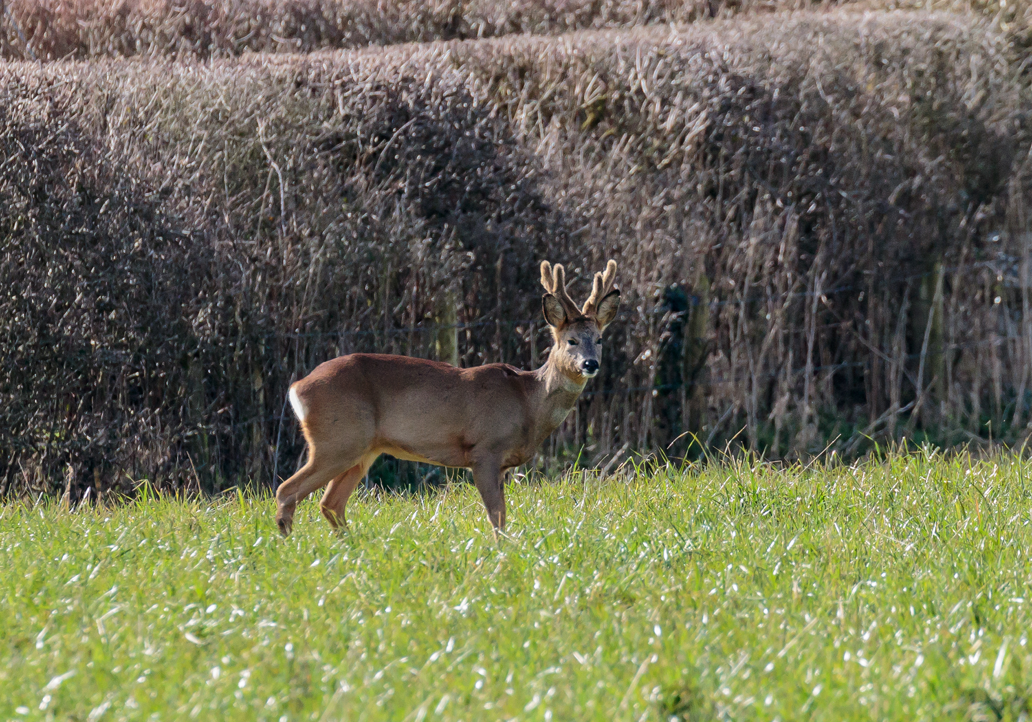 Roe Deer